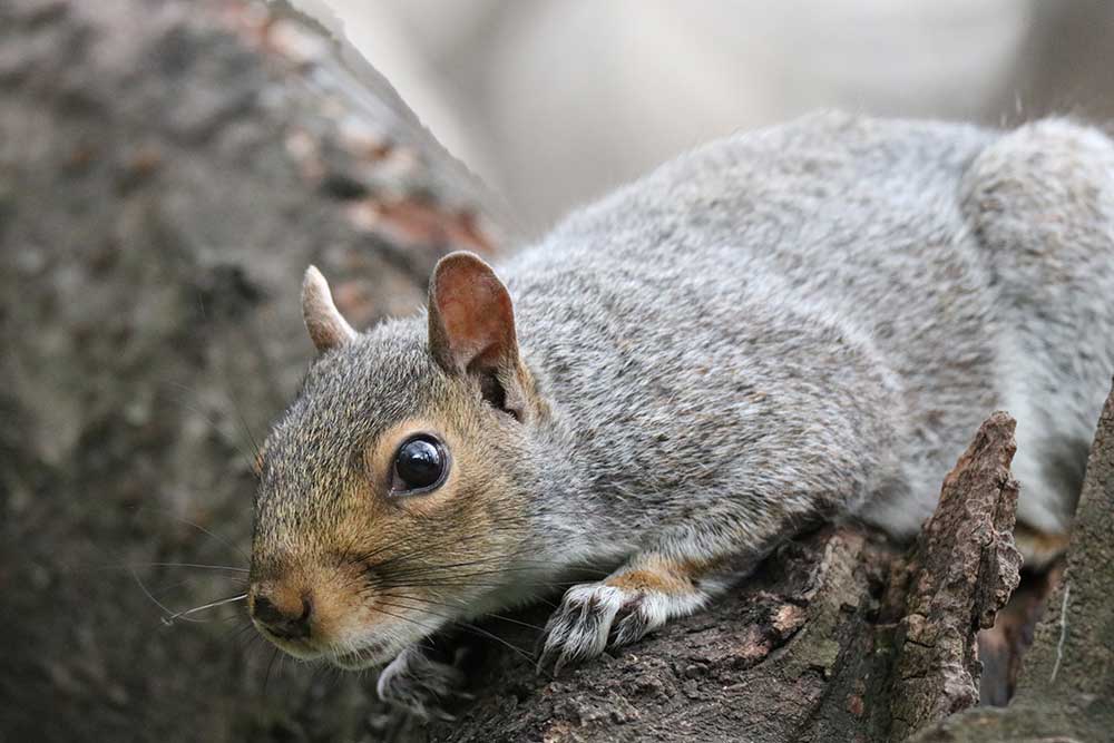 Squirrel Pest Control – Why Squirrels Don’t Hibernate and How to Stop Them Taking Over Your Attic