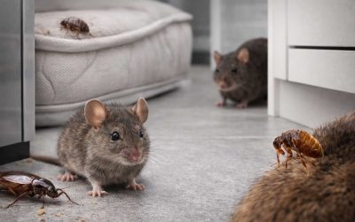 The hardest pest to get rid of: What keeps coming back (and how to stop it for good)