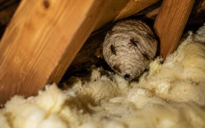 How To Tell If You Have A Wasp Nest Before It Gets Dangerous